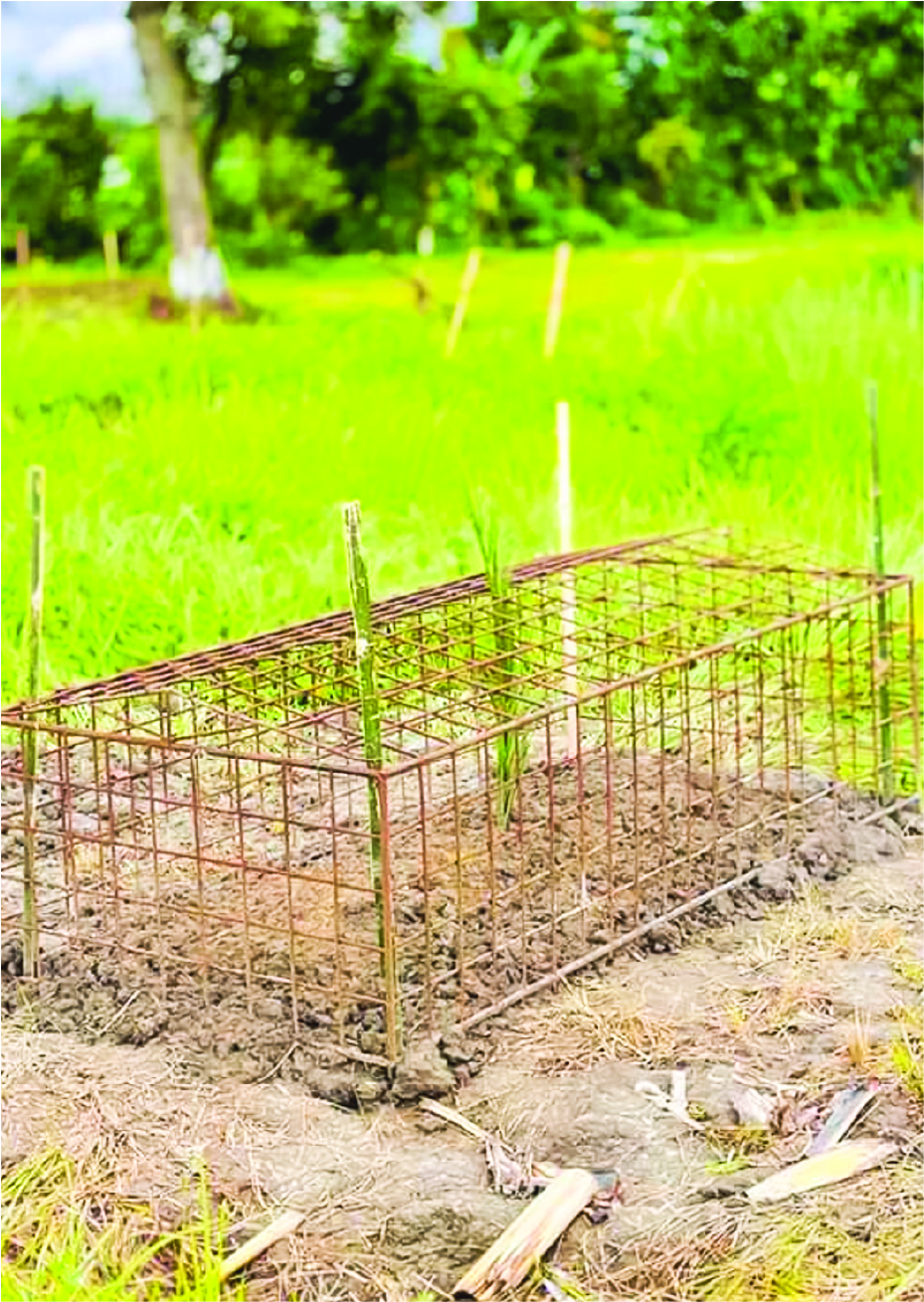 Image of সুমন মিয়া